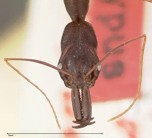 Odontomachus opaculus specimen FOCOL0325 image focol0325_2