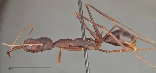 Odontomachus opaculus specimen FOCOL0325 image focol0325_3