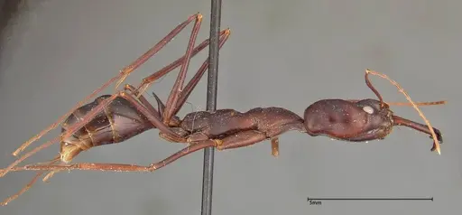 Odontomachus opaculus specimen FOCOL0325 image focol0325_4