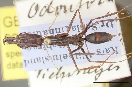 Odontomachus opaculus specimen FOCOL0326 image focol0326_1