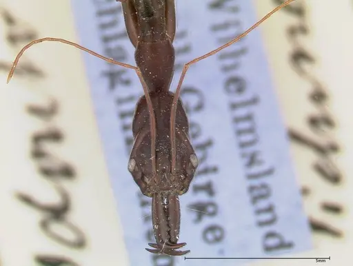 Odontomachus opaculus specimen FOCOL0326 image focol0326_2