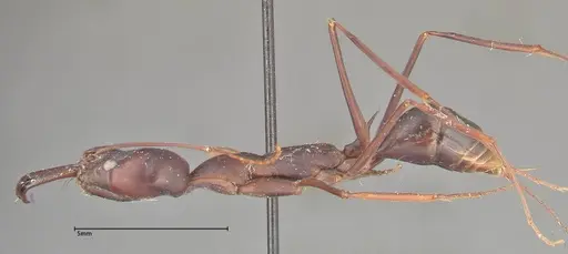 Odontomachus opaculus specimen FOCOL0326 image focol0326_3