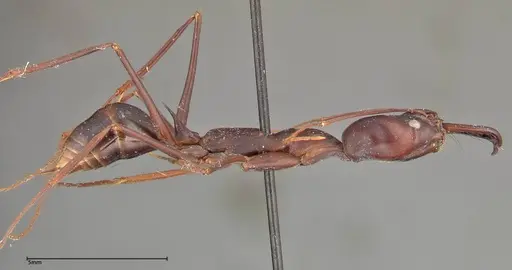 Odontomachus opaculus specimen FOCOL0326 image focol0326_4