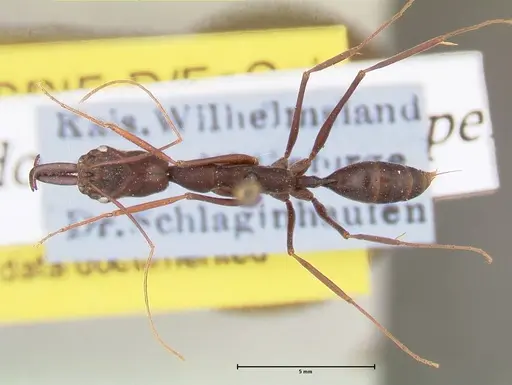 Odontomachus opaculus specimen FOCOL0407 image focol0407_1
