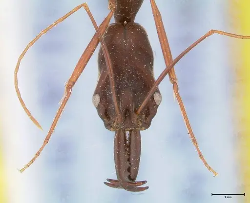 Odontomachus opaculus specimen FOCOL0407 image focol0407_2