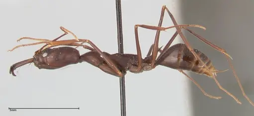 Odontomachus opaculus specimen FOCOL0407 image focol0407_3