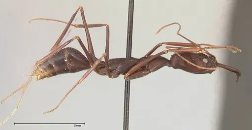 Odontomachus opaculus specimen FOCOL0407 image focol0407_4