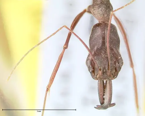 Odontomachus opaculus specimen FOCOL0408 image focol0408_2