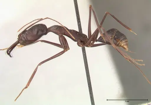 Odontomachus opaculus specimen FOCOL0408 image focol0408_3