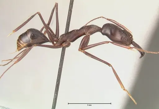 Odontomachus opaculus specimen FOCOL0408 image focol0408_4