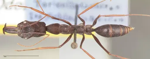 Odontomachus opaculus specimen FOCOL0409 image focol0409_1