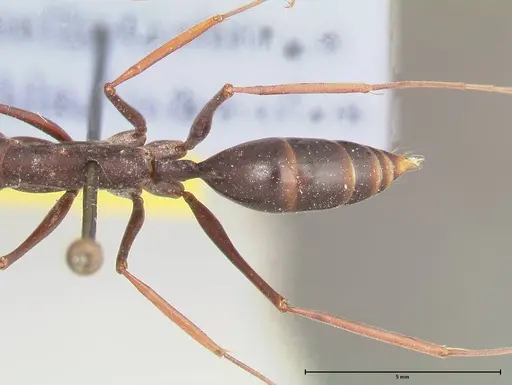 Odontomachus opaculus specimen FOCOL0409 image focol0409_2