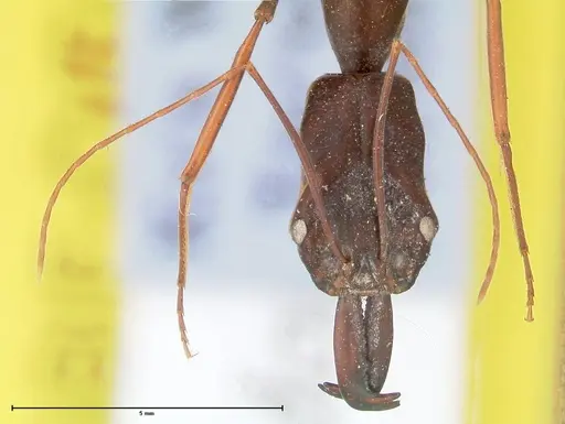 Odontomachus opaculus specimen FOCOL0409 image focol0409_3