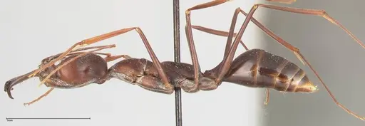 Odontomachus opaculus specimen FOCOL0409 image focol0409_4