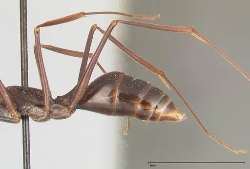Odontomachus opaculus specimen FOCOL0409 image focol0409_5