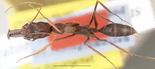 Odontomachus opaculus specimen FOCOL0410 image focol0410_1