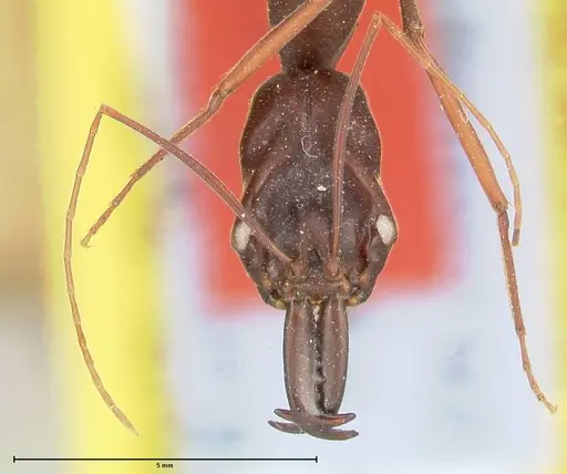 Odontomachus opaculus specimen FOCOL0410 image focol0410_2