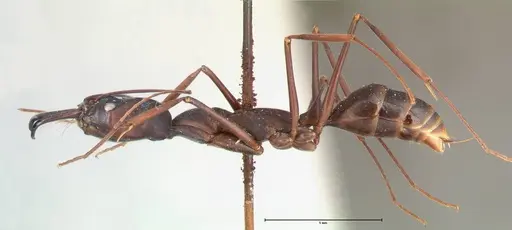 Odontomachus opaculus specimen FOCOL0410 image focol0410_3