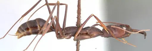 Odontomachus opaculus specimen FOCOL0410 image focol0410_4