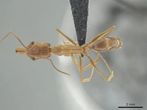 Odontomachus panamensis specimen CASENT0647073 image casent0647073_1