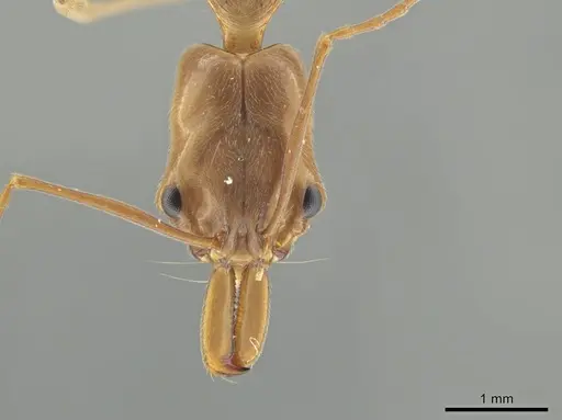Odontomachus panamensis specimen CASENT0647073 image casent0647073_2
