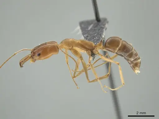 Odontomachus panamensis specimen CASENT0647073 image casent0647073_3