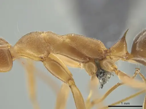 Odontomachus panamensis specimen CASENT0647073 image casent0647073_4