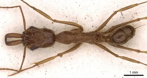 Odontomachus panamensis specimen CASENT0900584 image casent0900584_1