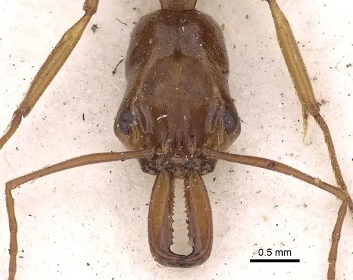 Odontomachus panamensis specimen CASENT0900584 image casent0900584_2