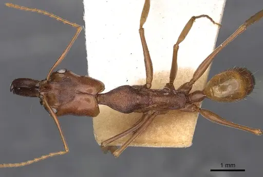 Odontomachus panamensis specimen CASENT0900585 image casent0900585_1