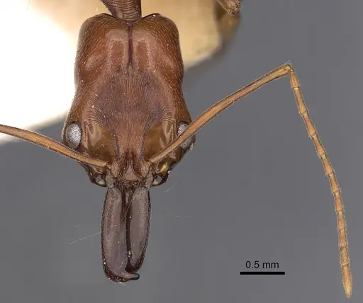Odontomachus panamensis specimen CASENT0900585 image casent0900585_2