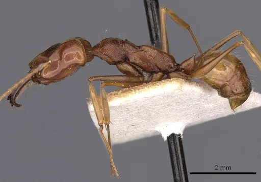 Odontomachus panamensis specimen CASENT0900585 image casent0900585_3