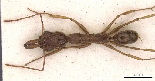 Odontomachus panamensis specimen CASENT0907423 image casent0907423_1