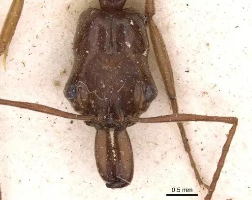 Odontomachus panamensis specimen CASENT0907423 image casent0907423_2