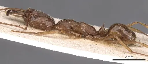 Odontomachus panamensis specimen CASENT0907423 image casent0907423_3