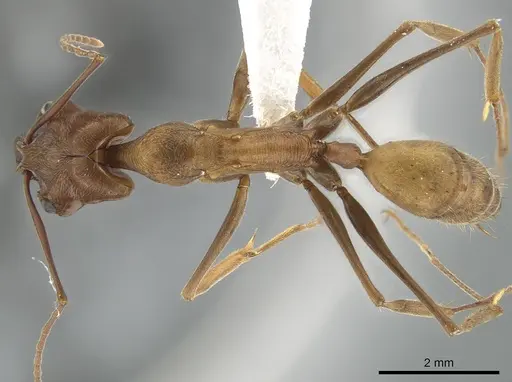 Odontomachus panamensis specimen DZUP549121 image dzup549121_1