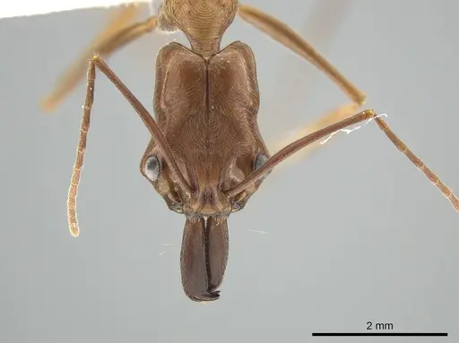 Odontomachus panamensis specimen DZUP549121 image dzup549121_2