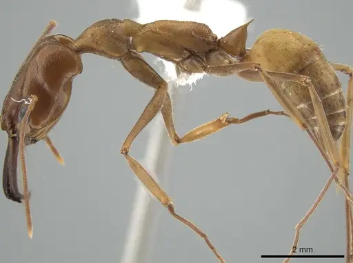 Odontomachus panamensis specimen DZUP549121 image dzup549121_3