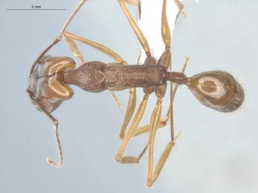 Odontomachus panamensis specimen ECOFOG-HC-0044-04 image ecofog-hc-0044-04_1