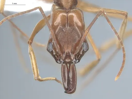 Odontomachus panamensis specimen ECOFOG-HC-0044-04 image ecofog-hc-0044-04_2