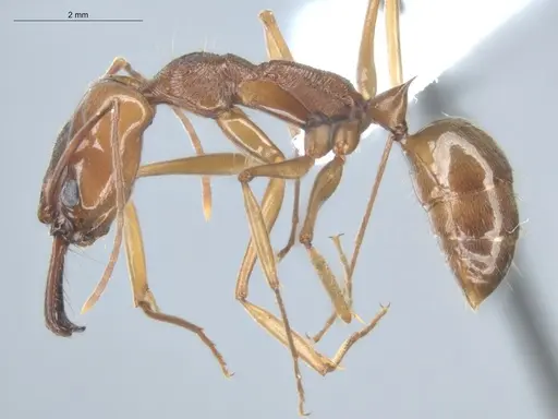 Odontomachus panamensis specimen ECOFOG-HC-0044-04 image ecofog-hc-0044-04_3