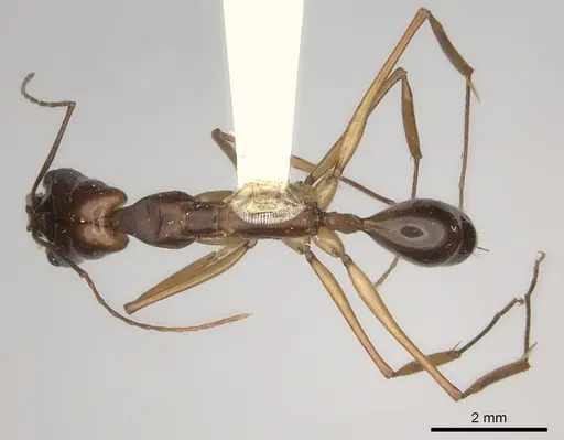 Odontomachus papuanus specimen CASENT0217543 image casent0217543_1
