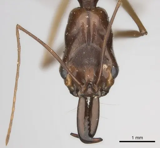 Odontomachus papuanus specimen CASENT0217543 image casent0217543_2