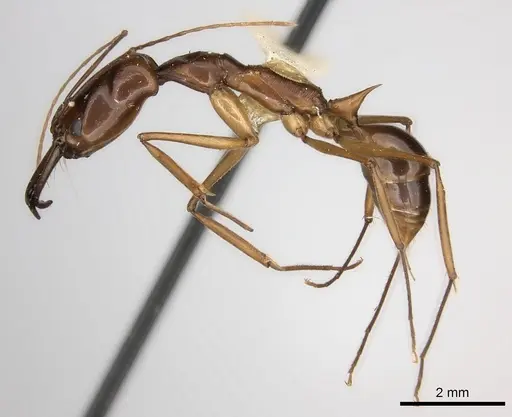 Odontomachus papuanus specimen CASENT0217543 image casent0217543_3