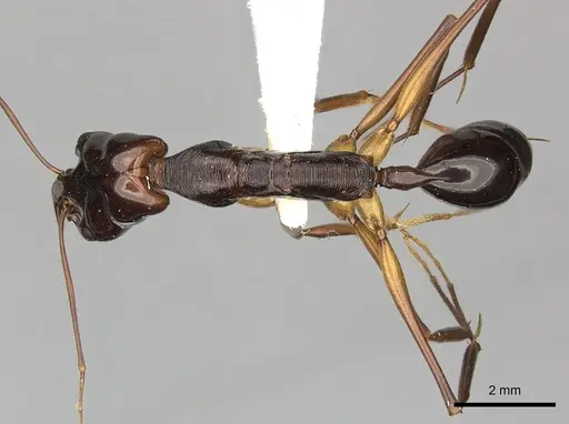 Odontomachus papuanus specimen CASENT0270623 image casent0270623_1