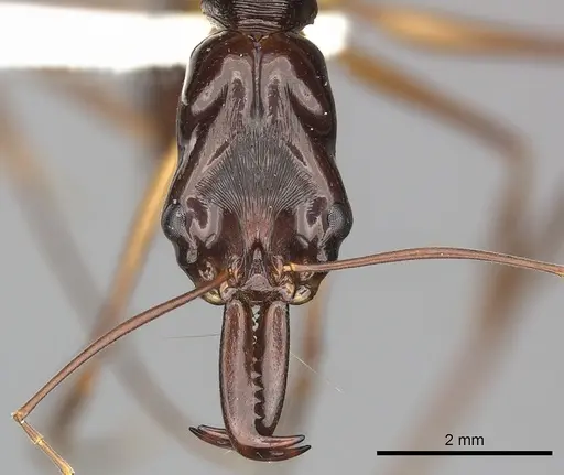 Odontomachus papuanus specimen CASENT0270623 image casent0270623_2
