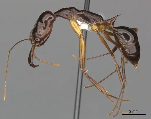 Odontomachus papuanus specimen CASENT0270623 image casent0270623_3