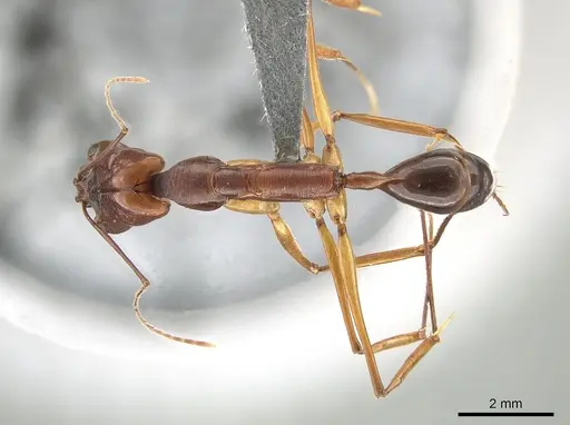 Odontomachus papuanus specimen CASENT0650185 image casent0650185_1