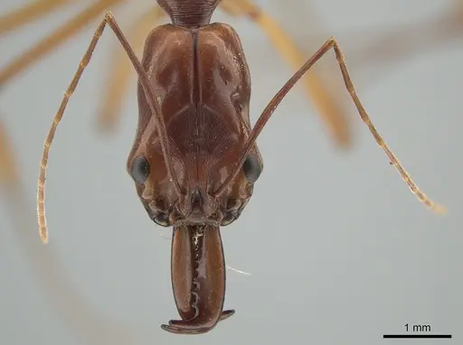 Odontomachus papuanus specimen CASENT0650185 image casent0650185_2