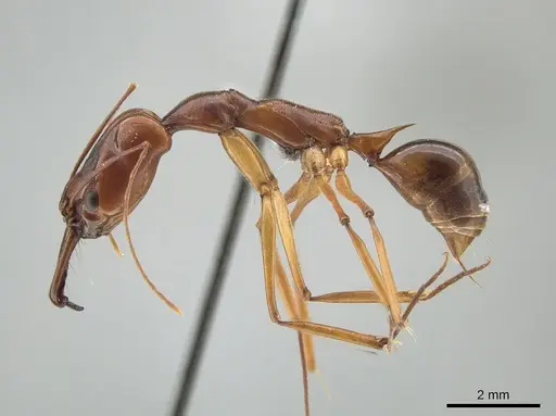 Odontomachus papuanus specimen CASENT0650185 image casent0650185_3